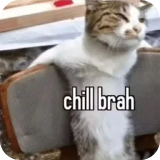 Video sticker 🐱 @JustNPC69 :: @fStikBot