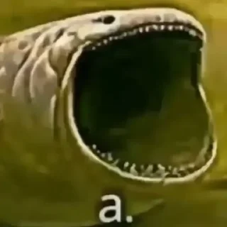 Telegram sticker 🦈 хоппи растяпа