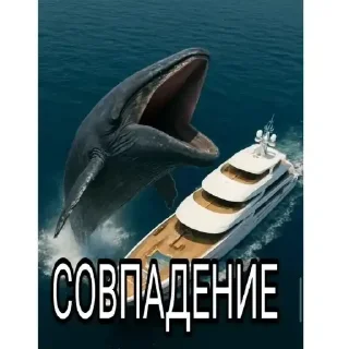 Video sticker 🦈 хоппи растяпа