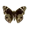 Sticker 🦋 混乱 @tj7dp