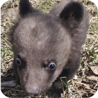 Telegram stiker 👍 Во всём виноваты бЭсы @MoiStikiBot