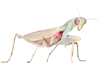 Telegram sticker 🦗 zimneyzver