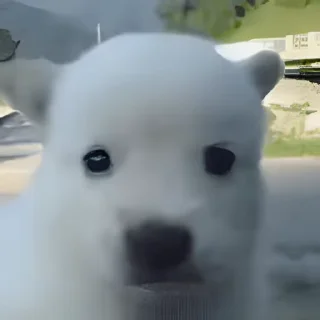 Video sticker ⭐ 딸기꼬