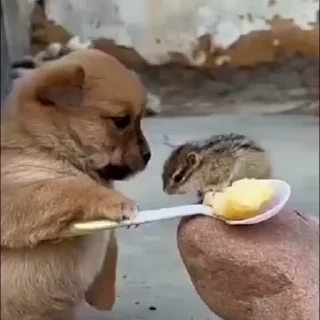 Video sticker ⭐ 딸기꼬