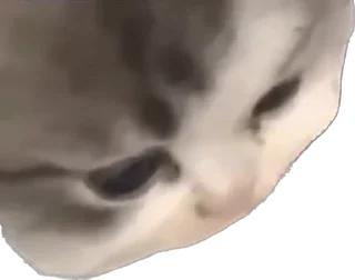 Telegram sticker 🐱 Хапи