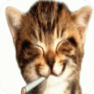 Video sticker 🫥 ble