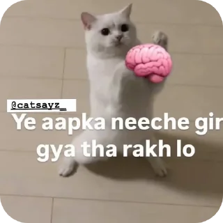 Telegram stiker 🐱 Faaiz's Favorites (@CalsiBot)