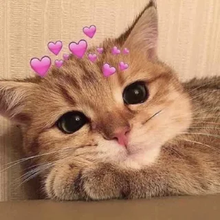 Телеграм стикер ♥️ عمك سوسو @Sll6x