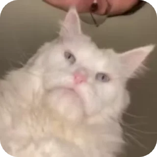Video sticker 🤨 хуйня 2 :: @fStikBot