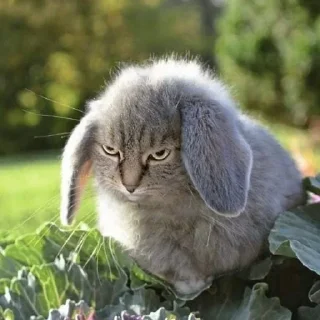 Telegram sticker 🤩 крутой донатер – @enem1y