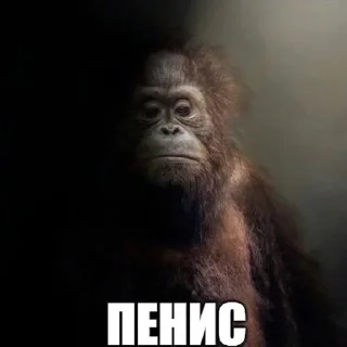 Telegram sticker 🙁 крутой донатер – @enem1y