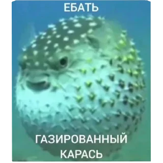 Telegram stiker 🌊 Карасямем