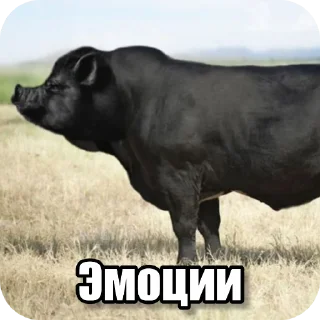 Video sticker 🦁 Перефразированные логарифмы 11