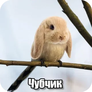 Telegram sticker 🐦 Перефразированные логарифмы 11