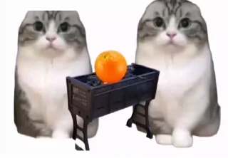 Video sticker 💣 Все стикеры тг кликай и бери 👉 @stiki_tg_nah_canal