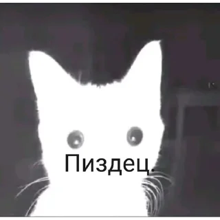 Telegram stiker 🐱 Мой набор стикеров @emojistikerybot