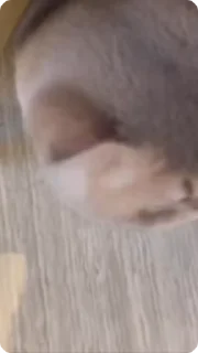 Video sticker 🌟 @maello :: @fStikBot