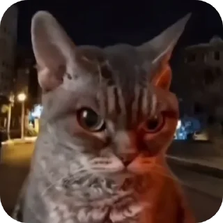 Telegram sticker 😡 Rei and randoms