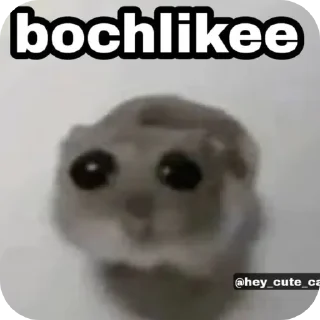 Sticker 🐶 Rusty'sRandomShi