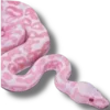 Sticker 🐍 ( 𝐀𝐥- 𝐑𝐚𝐬𝐡𝐞𝐞𝐝 𝐐𝐮𝐞𝐞𝐧 👑). - @z0ooe .