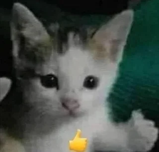 Video sticker 🤔 pikris kang pack