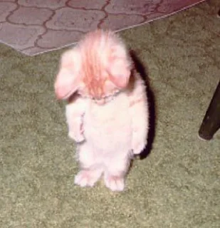 Video sticker 🤔 pikris kang pack