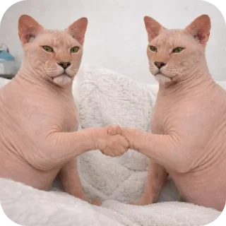 Telegram sticker 🐱 сфинксопард @tonvalo