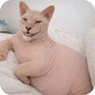 Video sticker 🐱 сфинксопард @tonvalo