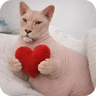 Telegram sticker 🐱 сфинксопард @tonvalo