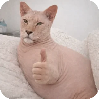 Telegram sticker 🐱 сфинксопард @tonvalo