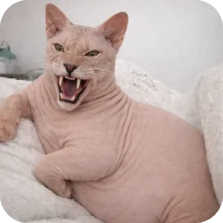Video sticker 🐱 сфинксопард @tonvalo