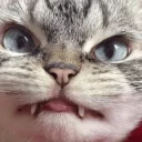 Sticker 😬 CATS