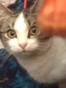 Video sticker 🙄 CATS