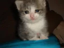 Video sticker 😭 CATS