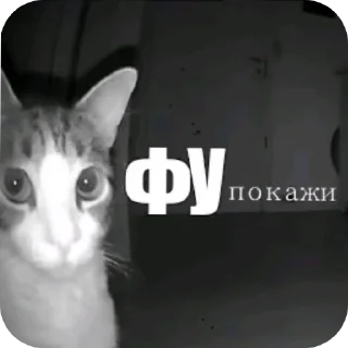 Sticker 🐱 Стикерыы