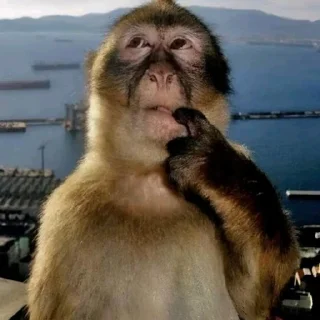 Telegram sticker 🙄 Йоу Ещкере