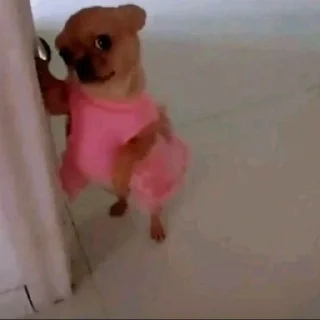 Video sticker 😅 Йоу Ещкере