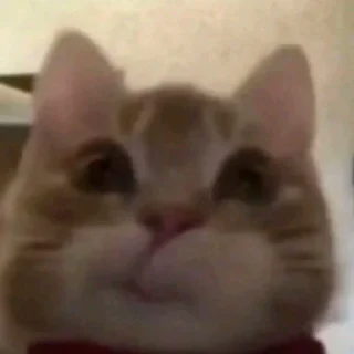 Video sticker 😚 Йоу Ещкере