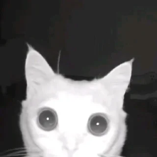 Telegram sticker 😶 Йоу Ещкере