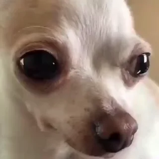 Video sticker 🥺 Susikzuzik