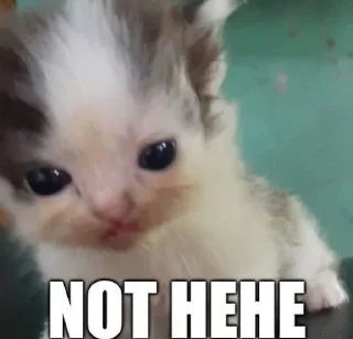 Telegram sticker 👿 коты мухаха :: @fStikBot