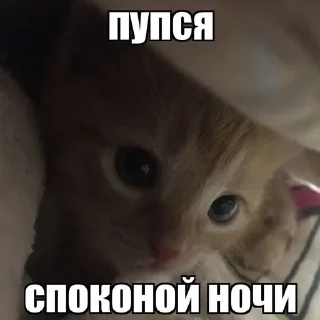 Telegram sticker 😴 коты мухаха :: @fStikBot