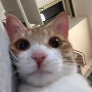 Telegram sticker 🤨 коты мухаха :: @fStikBot