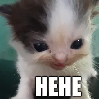 Telegram sticker 😈 коты мухаха :: @fStikBot