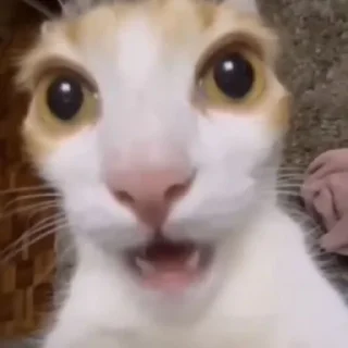 Telegram sticker 😳 коты мухаха :: @fStikBot