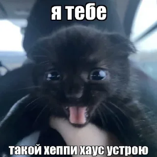 Video sticker 🤬 коты мухаха :: @fStikBot