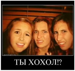 Video sticker 🐷 by @cakels