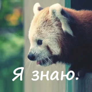 Video sticker 🤓 Милый пак (@CTuKOCbl)