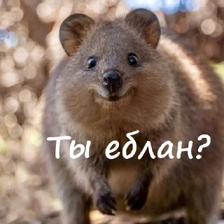 Telegram stiker ❔ Милый пак (@CTuKOCbl)