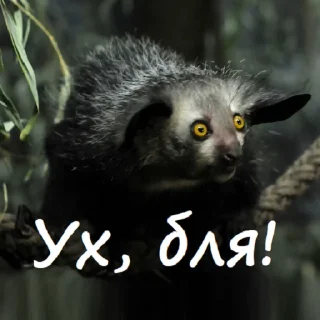 Telegram stiker 😱 Милый пак (@CTuKOCbl)
